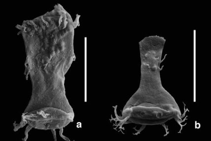 Ученые утверждают, что Земля стоит на пороге массового вымирания