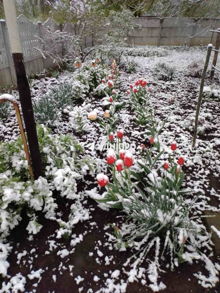 Сніг у Дніпрі 24.04.2026