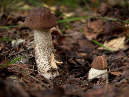 Подберезовики