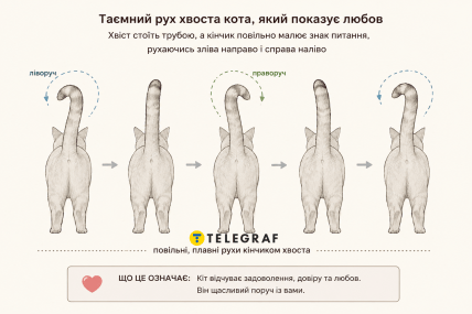 Как кот хвостом показывает любовь