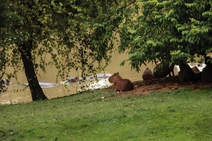 Капібари спостерігають за бегемотами, що пливуть