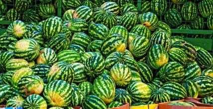 Херсонські кавуни