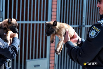 Фото цуценята у Кінологічному центрі поліції Київщини