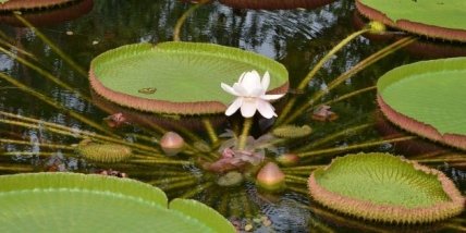 Виктория амазонская