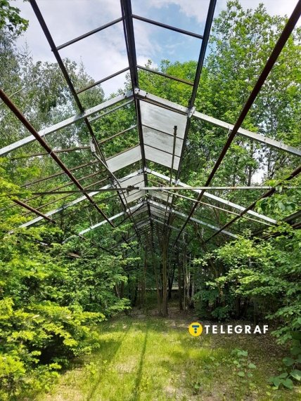 Руины старой теплицы, ставшей своеобразной инсталляцией победы природы над "железом и стеклом"