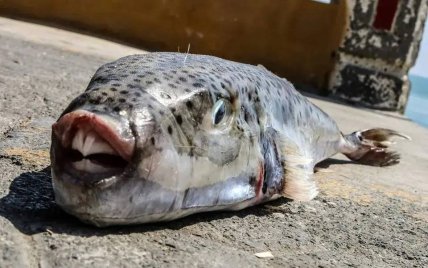 Зубы рыбы-фугу Lagocephalus sceleratus