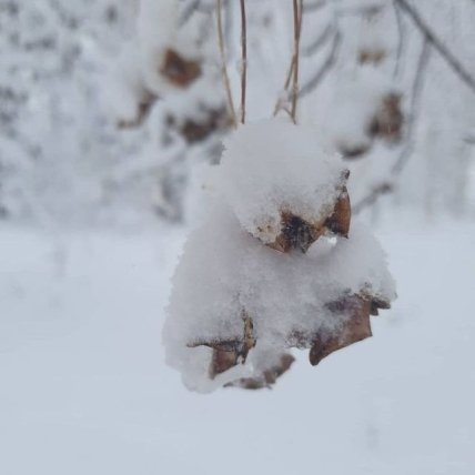 лес в снегу