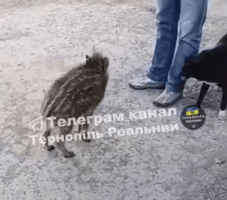 Дитинча вепра