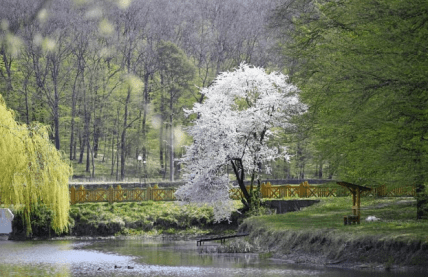 Воротнівський ботанічний заказник