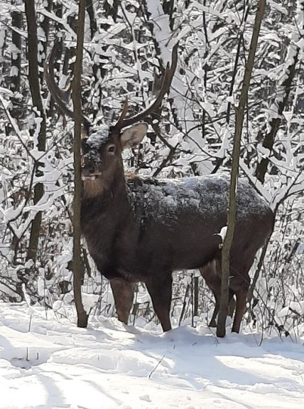 В Киеве олени показались людям