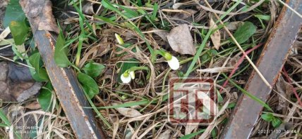 подснежники