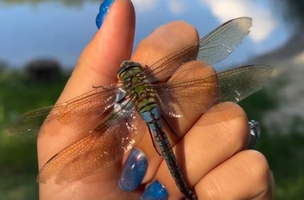 Такие насекомые водятся вблизи водоемов