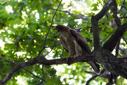 Орел-карлик малый на ветке, фото Viacheslav Kaistro
