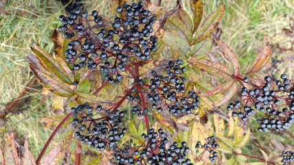 бузина трав’яниста, ягоди