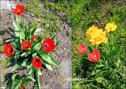 Как посадить тюльпаны осенью