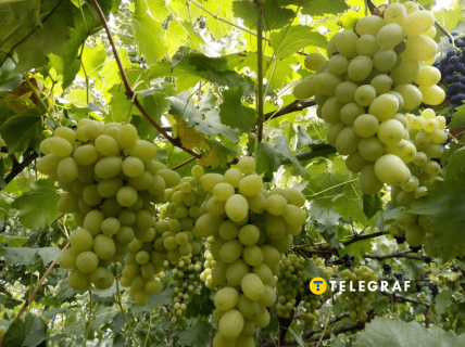 Виноград Фрумоаса Албэ почему нужно купить и посадить в Украине