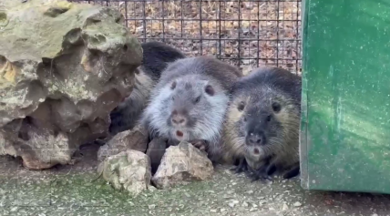 З Нової Каховки до Криму вкрали нутрій