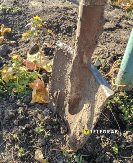 Копати город треба чи ні