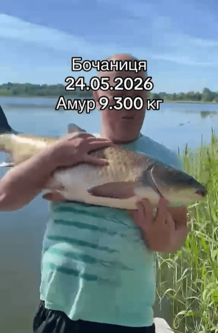 Большой белый амур в Ровенской области