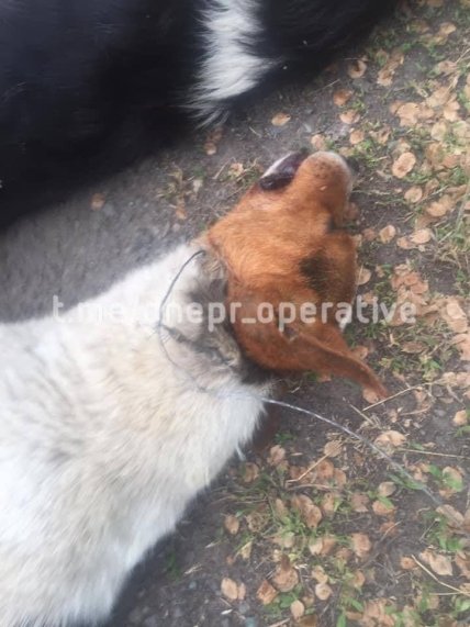 собаки убийство