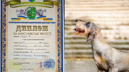 Фото диплом за испытания собак по барсуку в вольере в Черновицкой области
