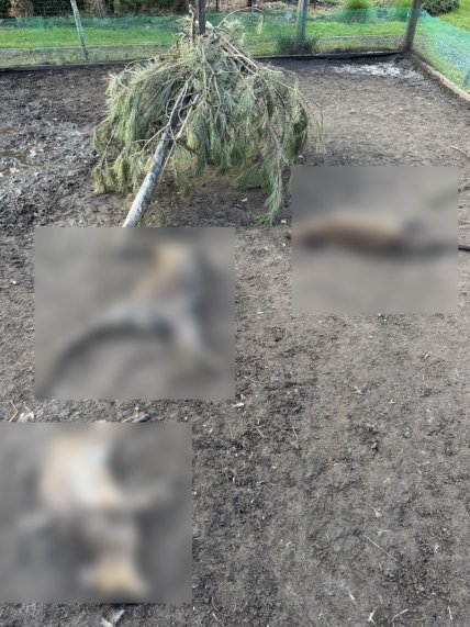 Вбиті в Кременчуці тварини