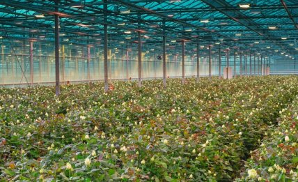 Аскания-Флора