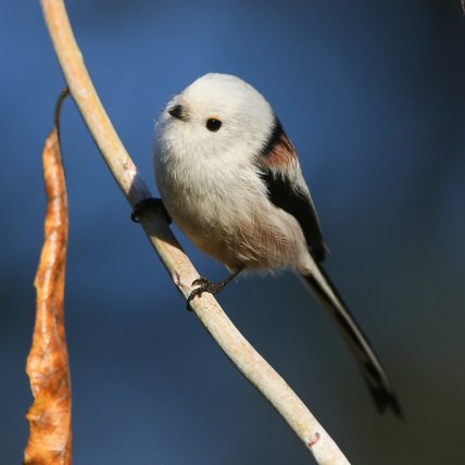 синица длиннохвостая