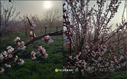 Абрикос Киото как цветет