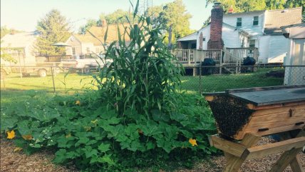 Три сестри — як посадити разом кукурудзу, квасолю і гарбуз