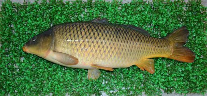 Риба короп
