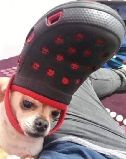 Животные с кроксами