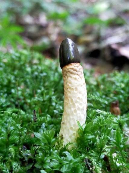 Гриб мутинус собачий