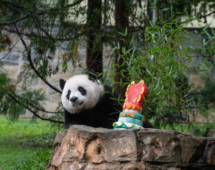 Панды в Вашингтоне