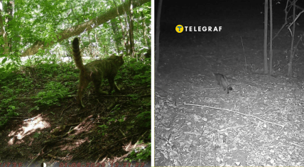 Лісового кота побачили у Черкаській області