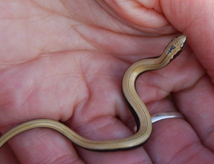 Який вигляд має веретенниця ламка