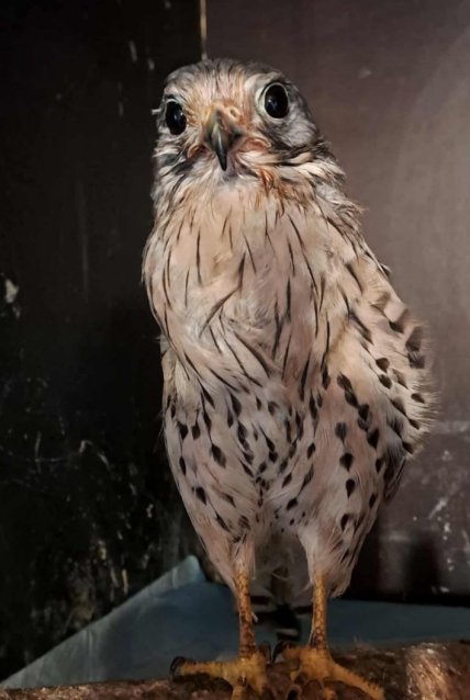 Сокіл Шрайк