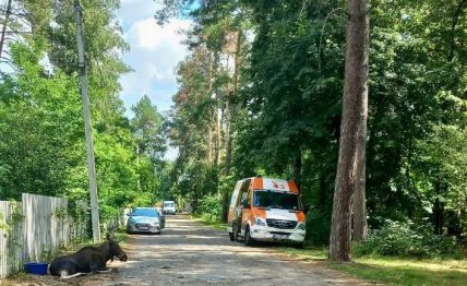 Лося в Киеве загнали собаки