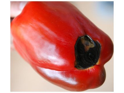 Гнилий солодкий перець