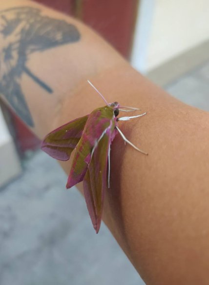 Бражника винного заметили в Одессе