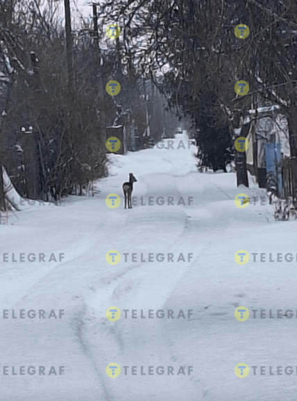 Косуля в Киевской области