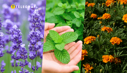 Лаванда, мята и бархатцы – их можно высаживать в саду или огороде для отпугивания клопов