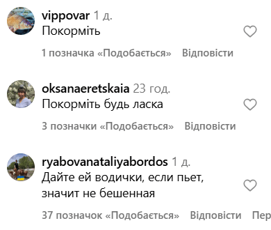 Лиса спала в Кривом Роге — комментарии