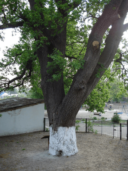 дуб в деревне Терпенье