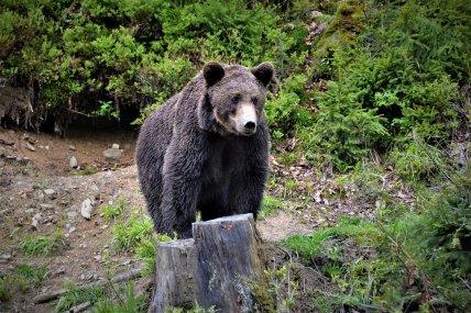 Реабілітаційний центр бурого ведмедя, Закарпаття
