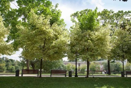 явір, яворина