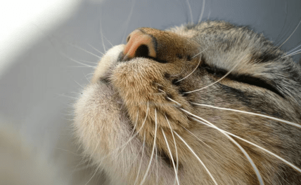 Кошачьи усы