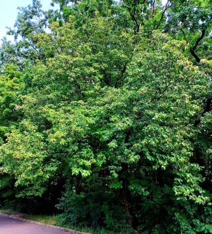 Рябина лекарственная