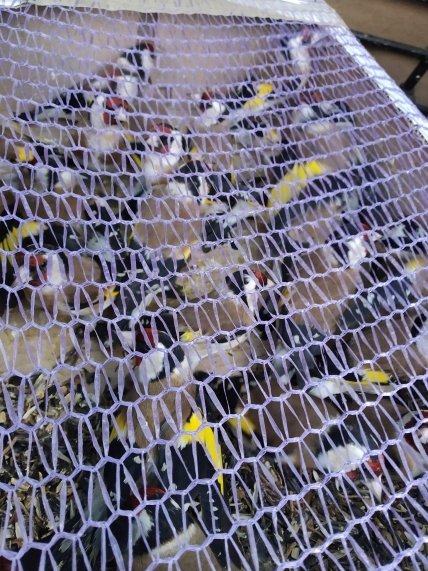 Щеглы_коробка