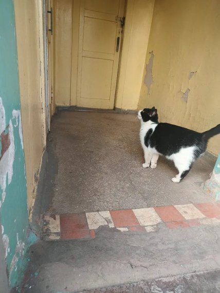 Кішка в облізлому коридорі Укрпошти